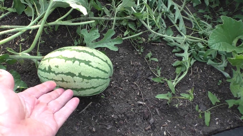 What is good about a watermelon without seeds, what varieties are there and how to grow it
