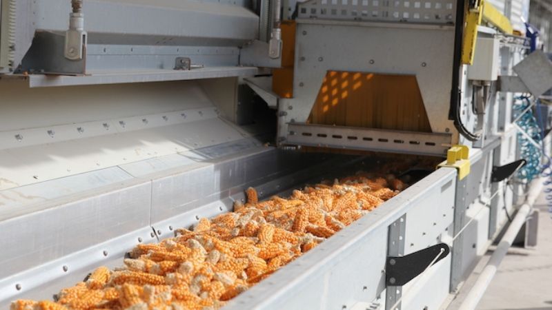 How corn is dried on an industrial scale and how to dry it at home
