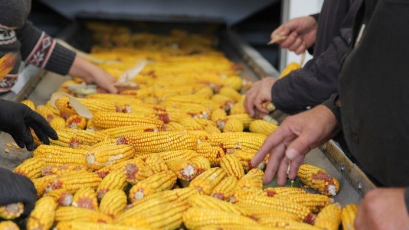 How corn is dried on an industrial scale and how to dry it at home