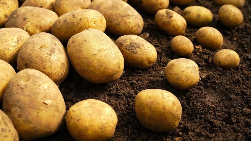 How to check the presence of cadmium in potatoes, and how it is dangerous to humans
