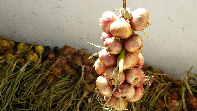 A step-by-step guide on how to keep onion sets until spring at home