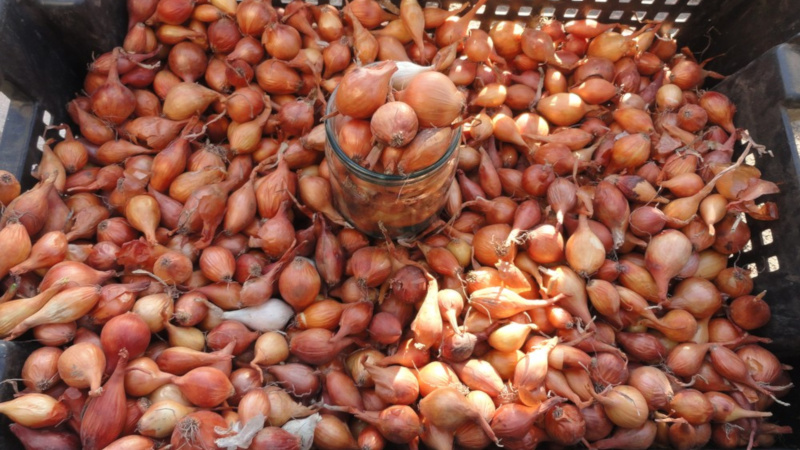 A step-by-step guide on how to keep onion sets until spring at home