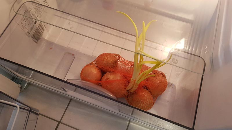 Best recommendations: how to keep onions at home in an apartment