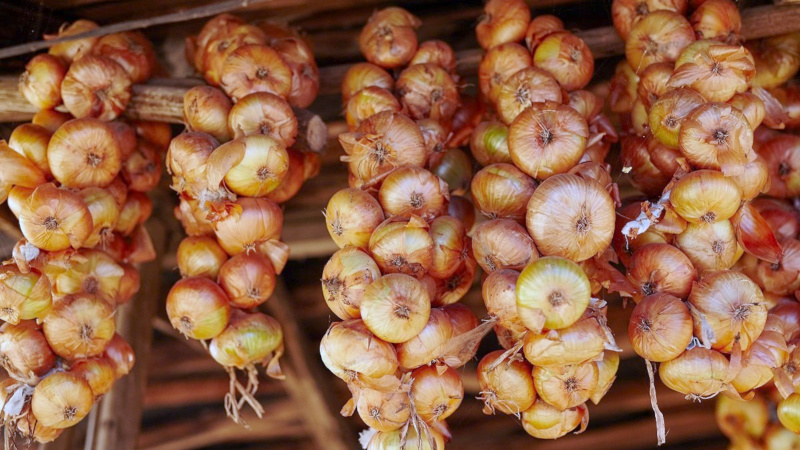 Best recommendations: how to keep onions at home in an apartment