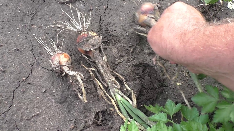 How to grow black onions: planting and care in the open field in stages