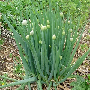 How to grow a batun onion: planting and care in the open field before winter