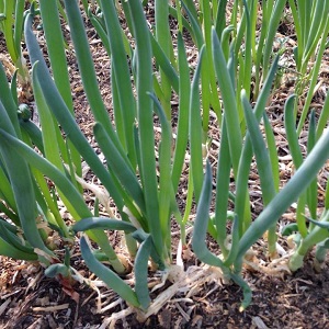 How to grow a batun onion: planting and care in the open field before winter