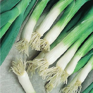 How to grow a batun onion: planting and care in the open field before winter