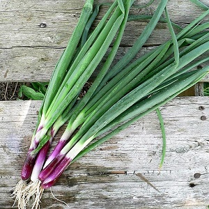 How to grow a batun onion: planting and care in the open field before winter