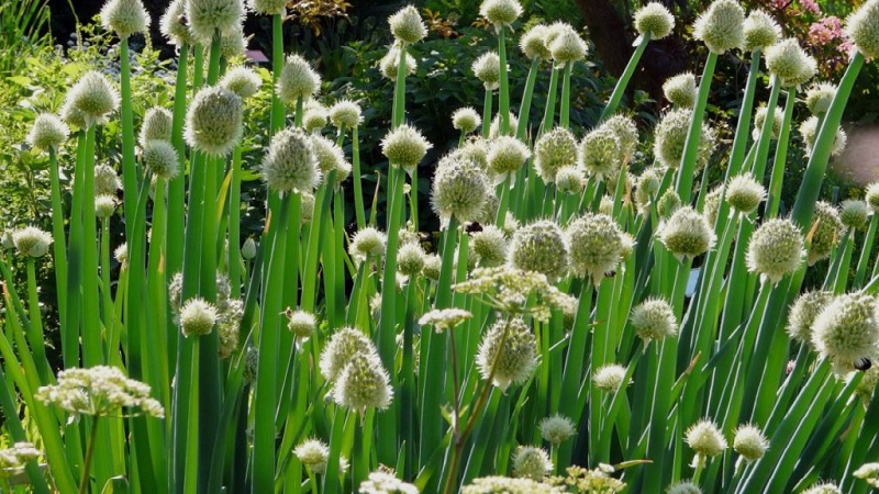 How to grow a batun onion: planting and care in the open field before winter