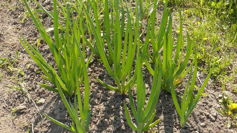 How to grow a batun onion: planting and care in the open field before winter