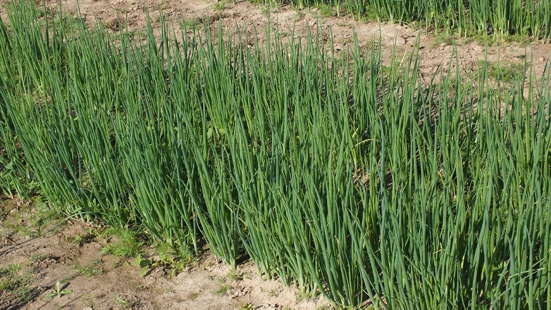 How to grow a batun onion: planting and care in the open field before winter
