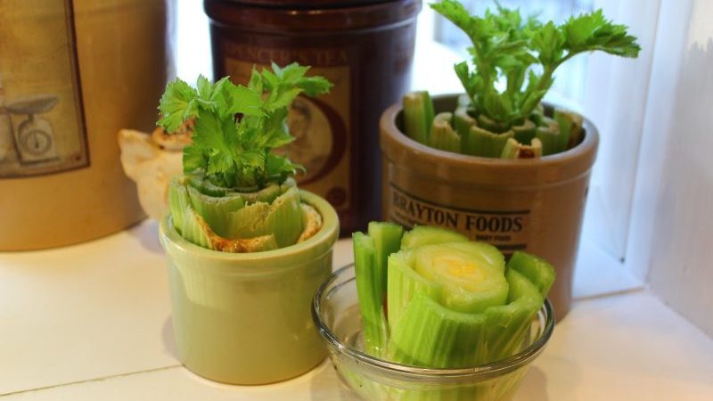 Step-by-step guide: how to grow celery at home on a windowsill and what is needed for this