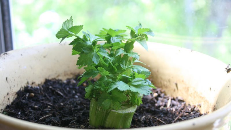 Step-by-step guide: how to grow celery at home on a windowsill and what is needed for this