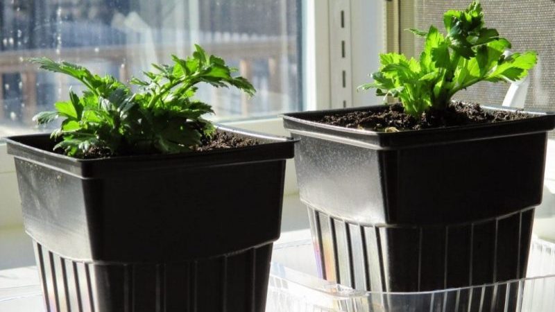 Growing and caring for celery outdoors