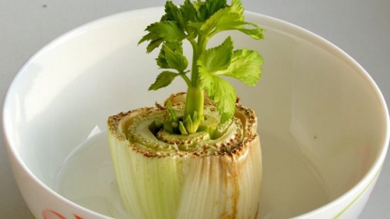 Step-by-step guide: how to grow celery at home on a windowsill and what is needed for this