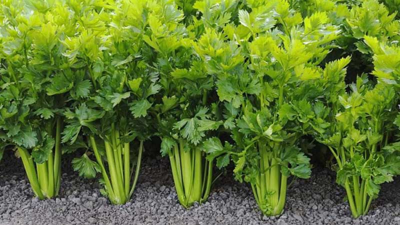 What types of celery are and how they differ