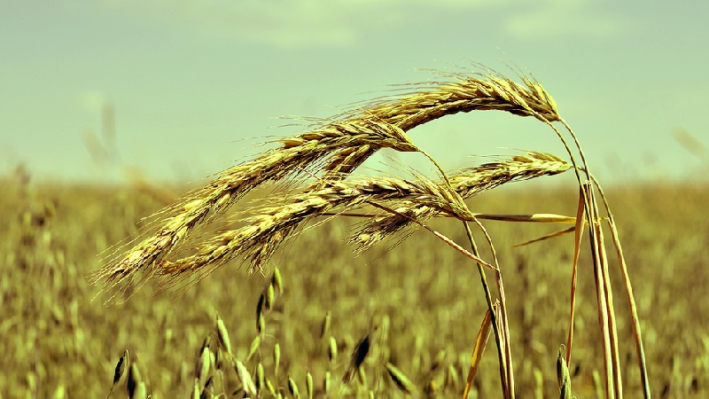 What is the technology of cultivation of winter rye and its final yield