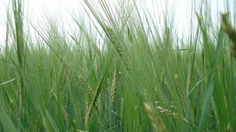 What is the technology of cultivation of winter rye and its final yield