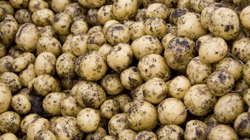 What is the caliber of potatoes (table) and what does it mean