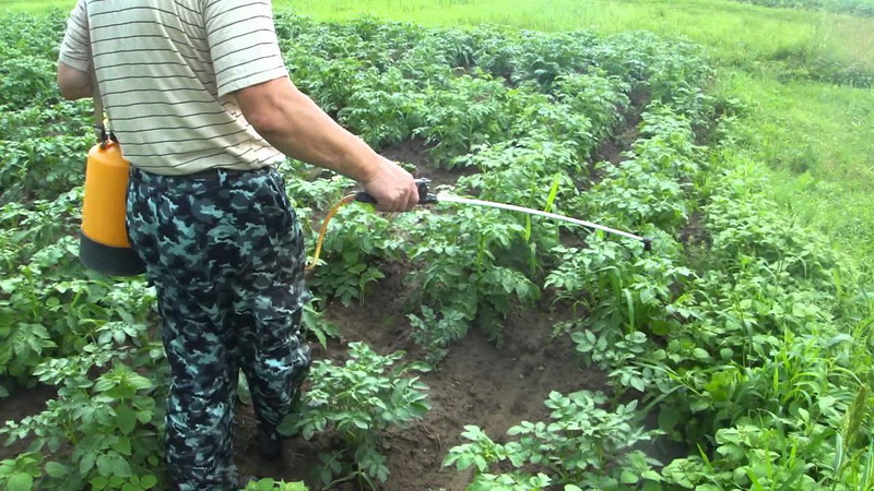 What is the caliber of potatoes (table) and what does it mean