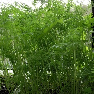 When to sow parsley and dill before winter and is it possible to do it