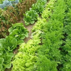 When to sow parsley and dill before winter and is it possible to do it