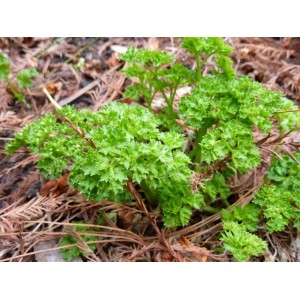 When to sow parsley and dill before winter and is it possible to do it