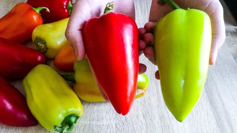 When to remove peppers in a greenhouse: determine the degree of maturity of the crop and collect it correctly and on time