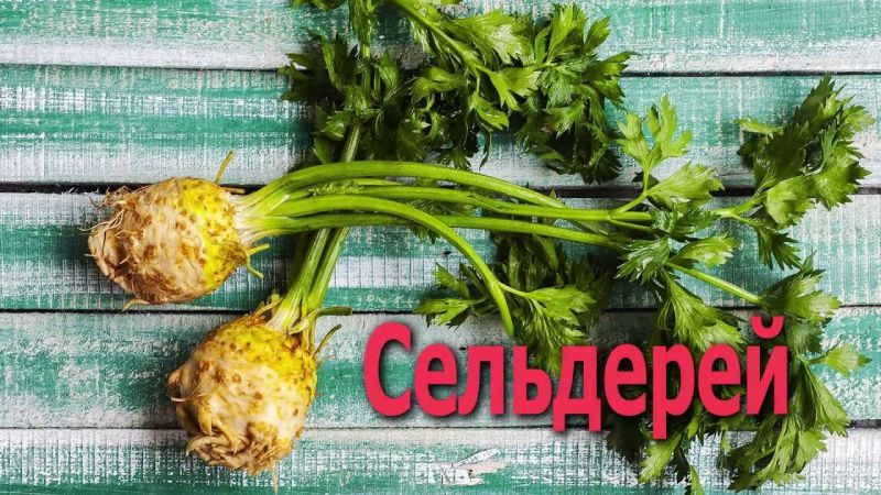 Why celery root is useful and how to use it correctly
