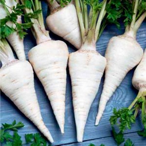 Why root parsley is good and why it is worth growing