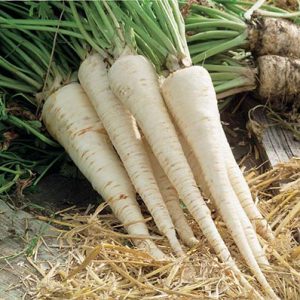 Why root parsley is good and why it is worth growing