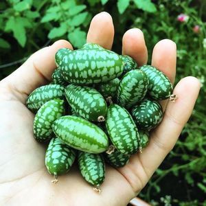 Round cucumbers and other exotic varieties