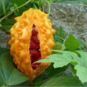 Round cucumbers and other exotic varieties