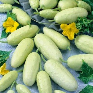 Round cucumbers and other exotic varieties