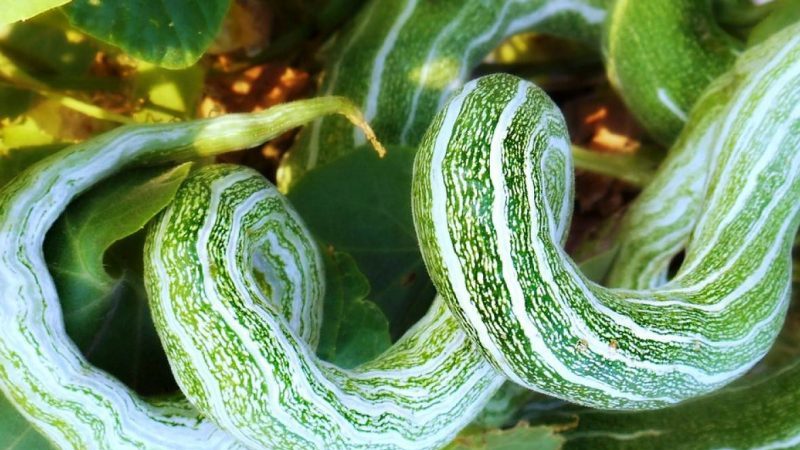 Round cucumbers and other exotic varieties