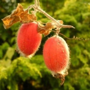 Round cucumbers and other exotic varieties