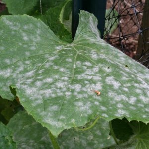 The best folk remedies for treating cucumbers for diseases