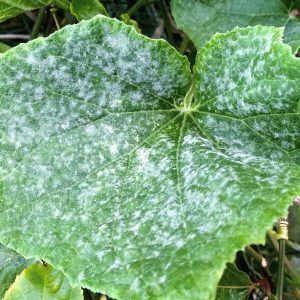 The best folk remedies for treating cucumbers for diseases