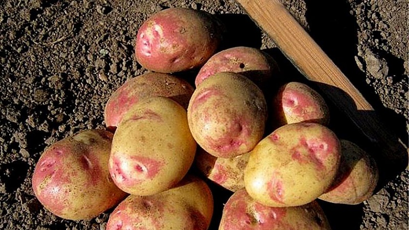 The best early potato varieties: Orchid, Lady Claire, Assol and others