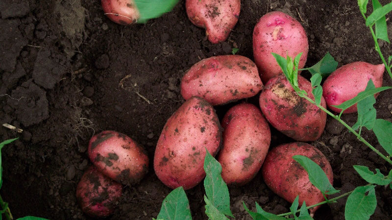 The best early potato varieties: Orchid, Lady Claire, Assol and others