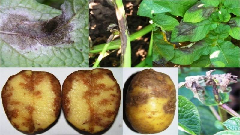 The best early potato varieties: Orchid, Lady Claire, Assol and others