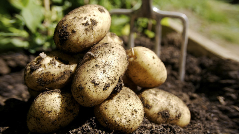 The best early potato varieties: Orchid, Lady Claire, Assol and others