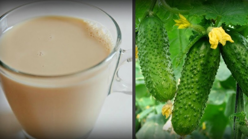 The best recipes for feeding cucumbers with milk and iodine