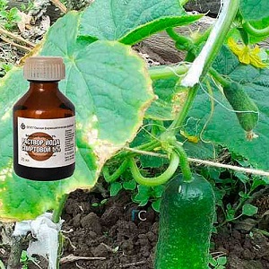 The best recipes for feeding cucumbers with milk and iodine