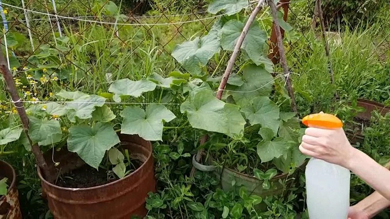The best recipes for feeding cucumbers with milk and iodine