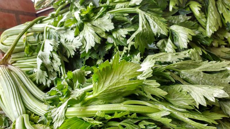 The best recipes for harvesting leaf celery for the winter