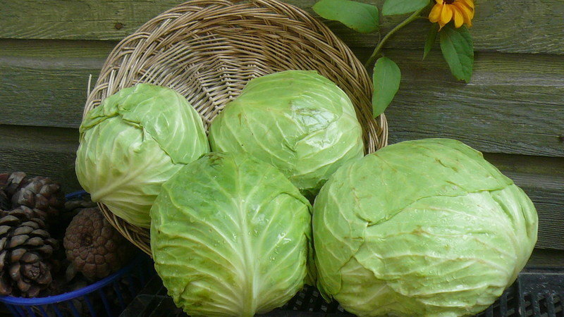 The best recipes for harvesting cabbage in tomato juice for the winter without sterilization