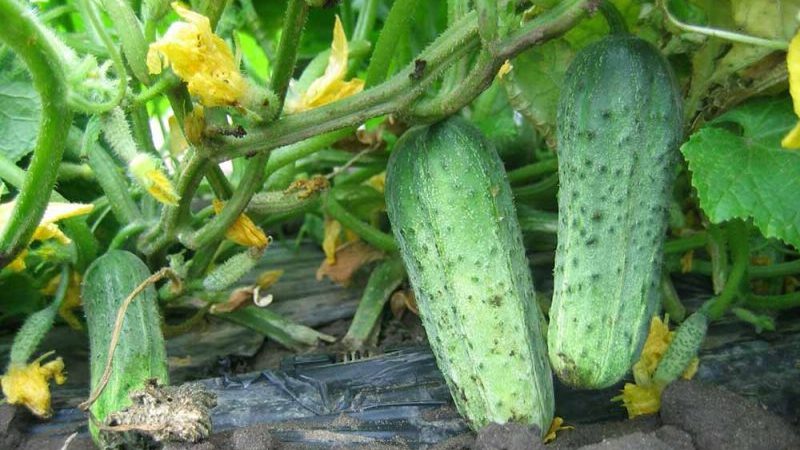 The best self-pollinated varieties of cucumbers for open ground
