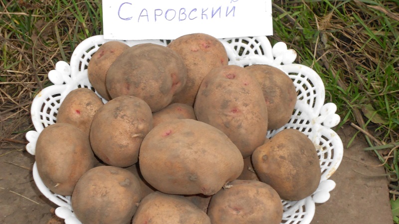 The best Siberian potato varieties and tips for growing them